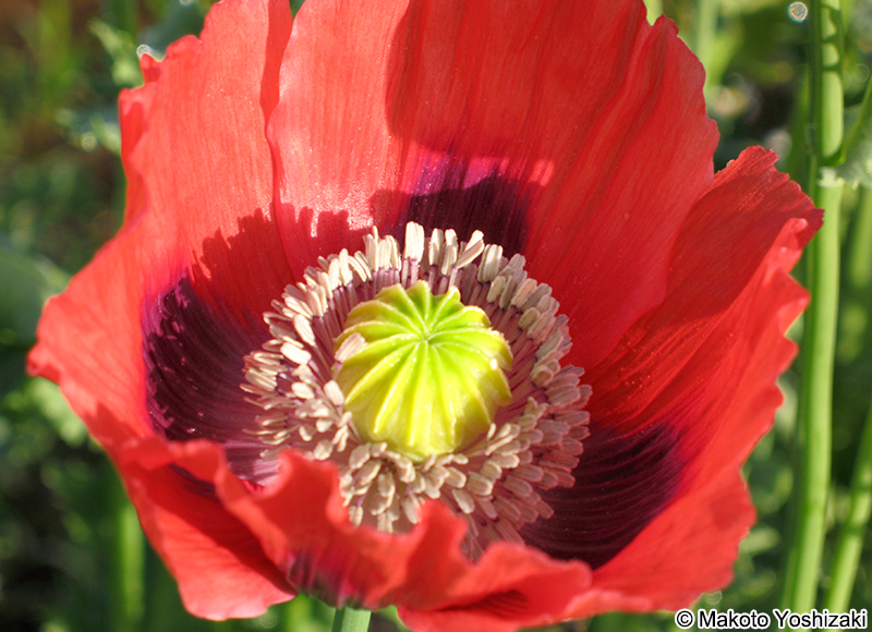 アツミゲシ Papaver setigerum
