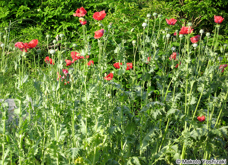 アツミゲシ Papaver setigerum