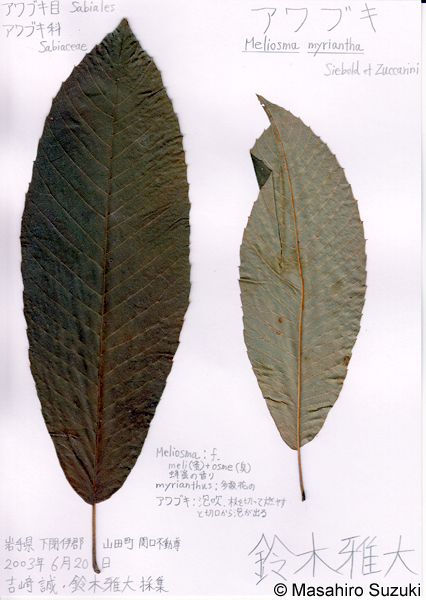 アワブキの押し葉