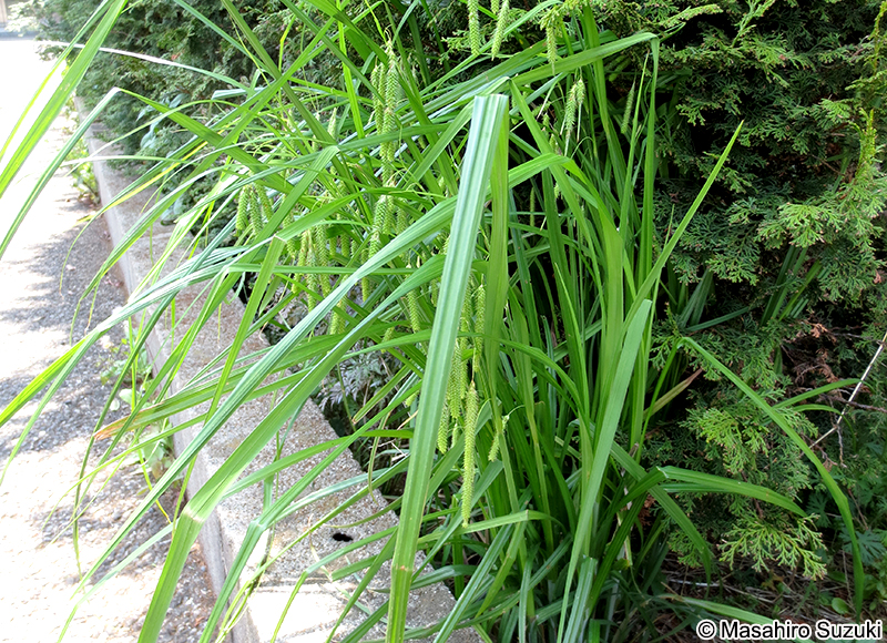 アゼナルコ Carex dimorpholepis
