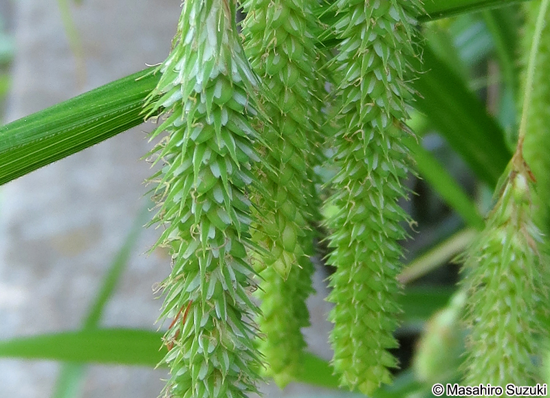 アゼナルコ Carex dimorpholepis