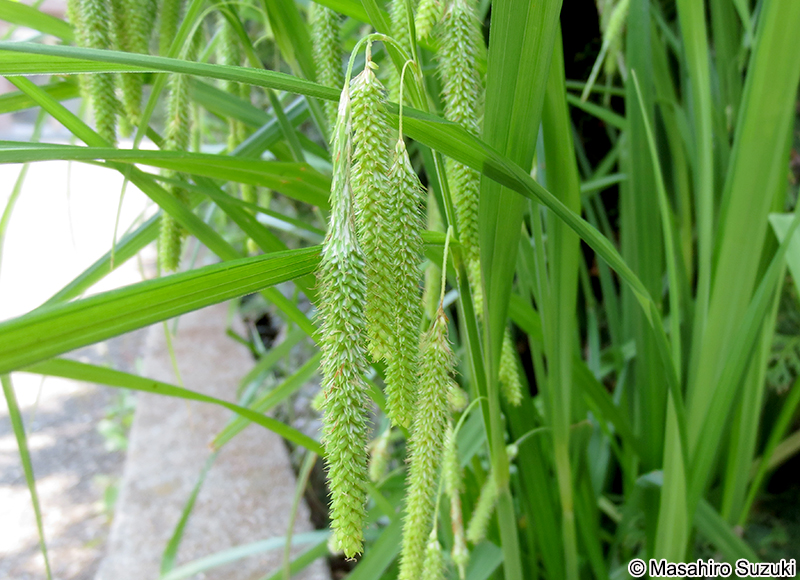 アゼナルコ Carex dimorpholepis