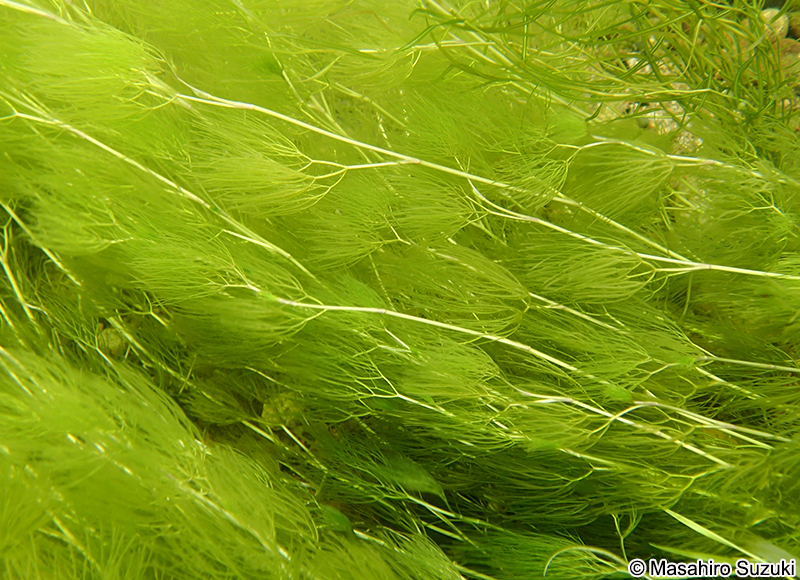 バイカモ Ranunculus nipponicus var. submersus