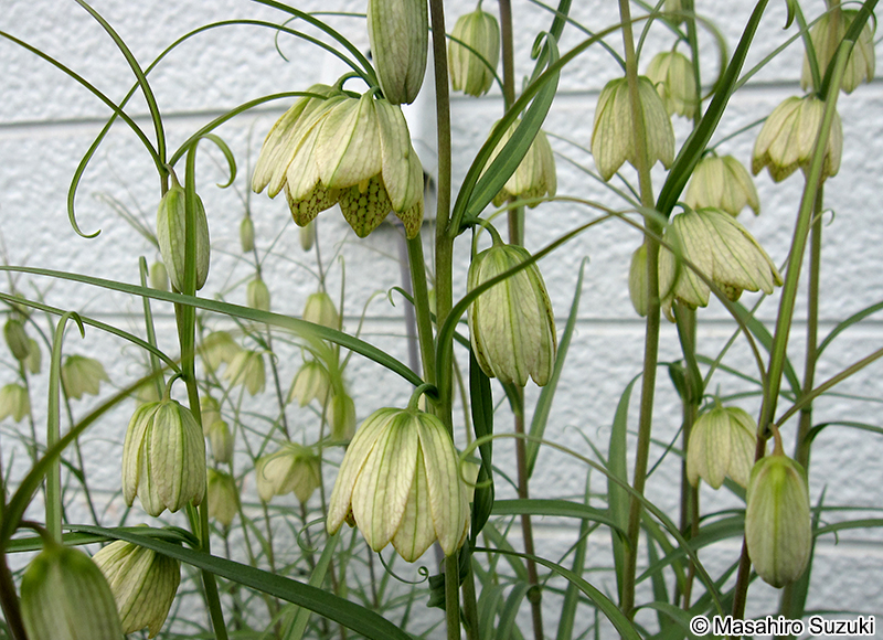 バイモユリ Fritillaria thunbergii