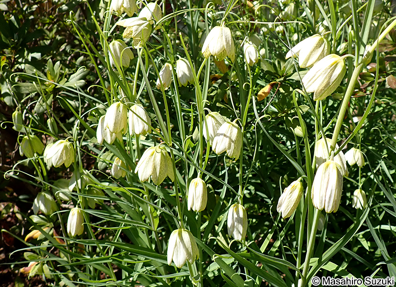 バイモユリ Fritillaria thunbergii