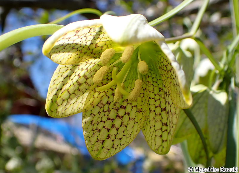 バイモユリ Fritillaria thunbergii