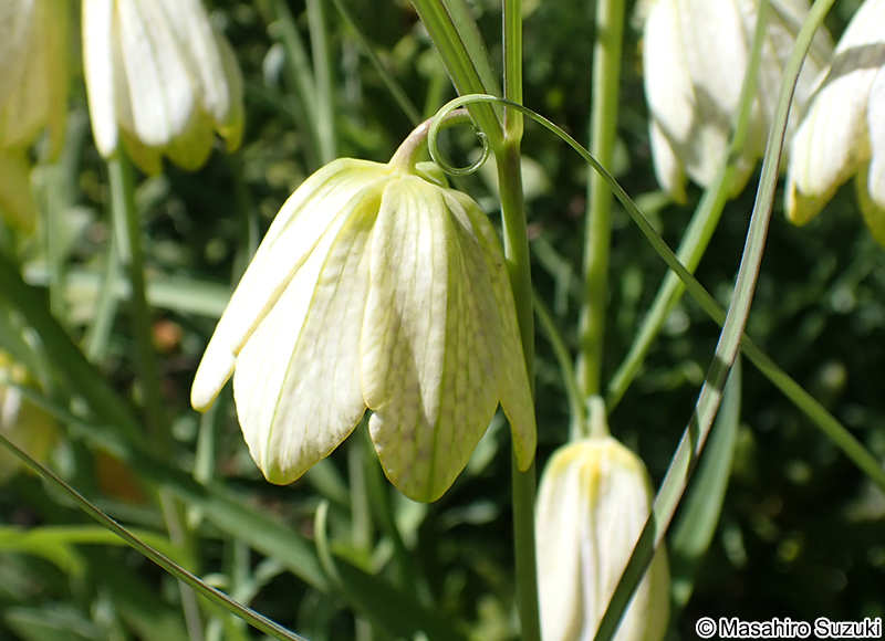 バイモユリ Fritillaria thunbergii