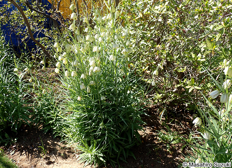 バイモユリ Fritillaria thunbergii