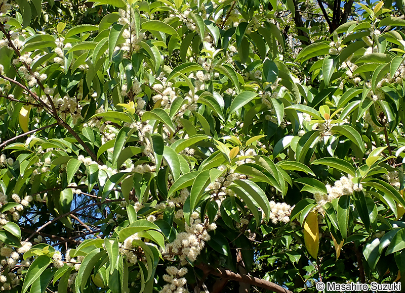 バクチノキ Laurocerasus zippeliana