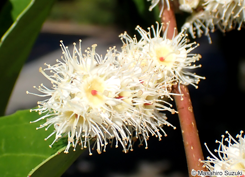 バクチノキ Laurocerasus zippeliana