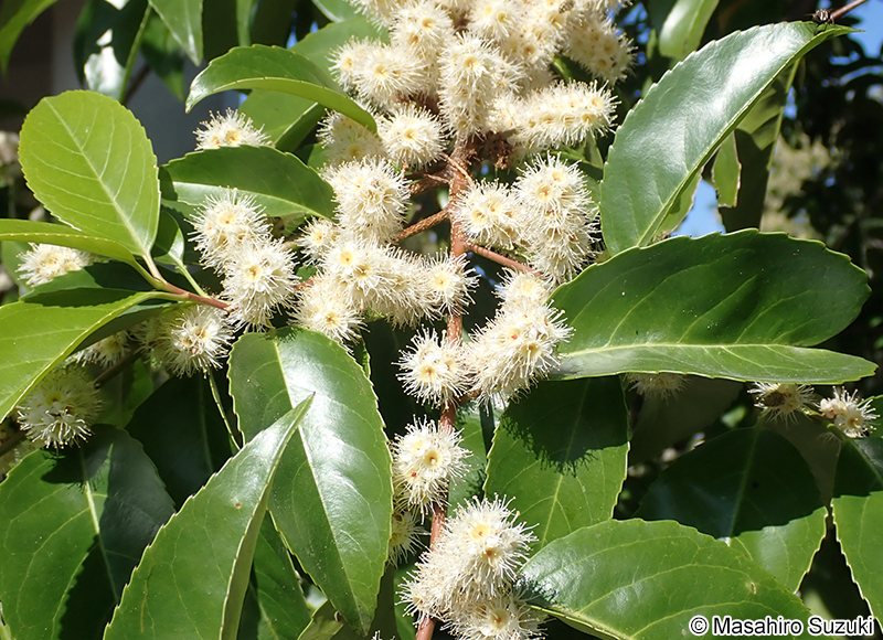 バクチノキ Laurocerasus zippeliana