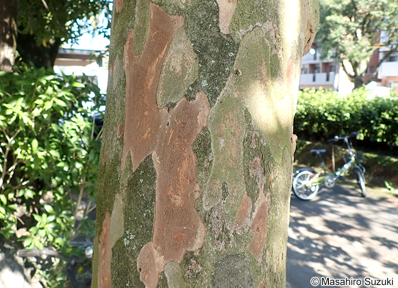 バクチノキ Laurocerasus zippeliana