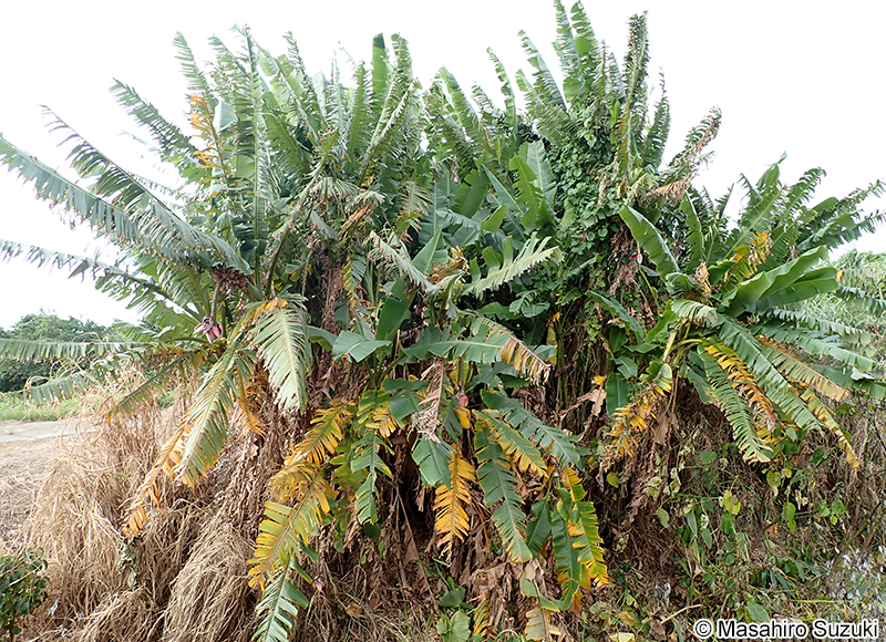 バナナ Musa sp.