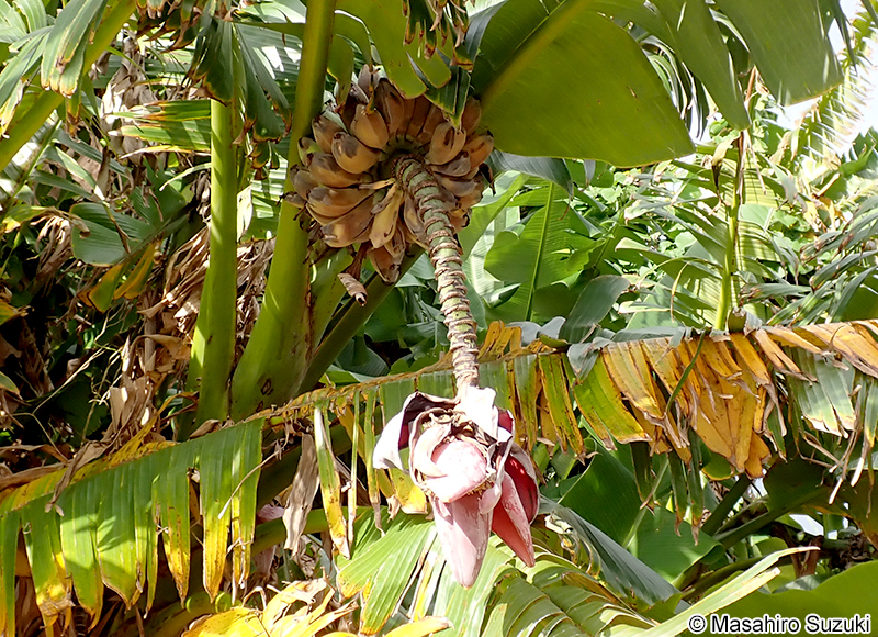 バナナ Musa sp.