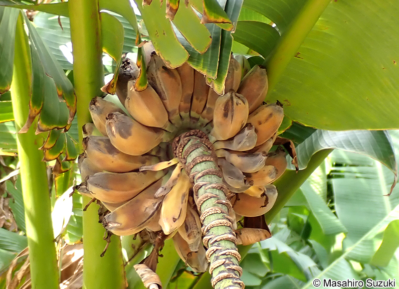 バナナ Musa sp.