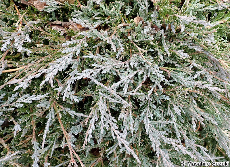 バーハーバー Juniperus horizontalis 'Bar Harbor