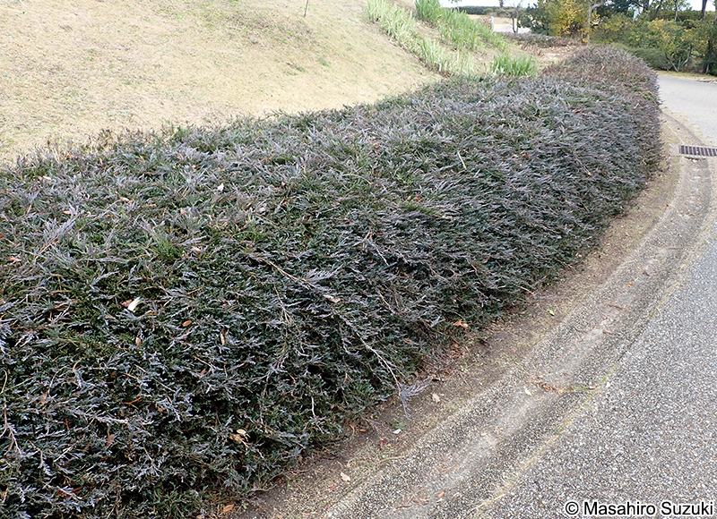 バーハーバー Juniperus horizontalis 'Bar Harbor