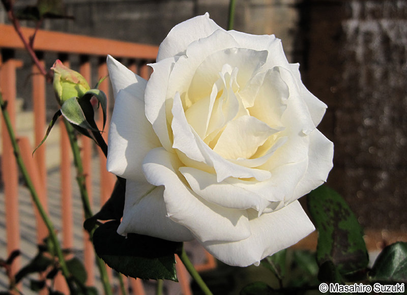 パスカリ Pascali