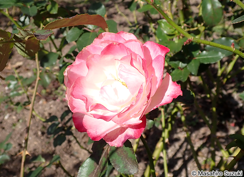 プリンセス ド モナコ Princesse de Monaco