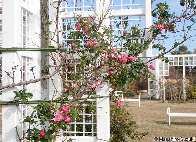 アンジェラ Angela