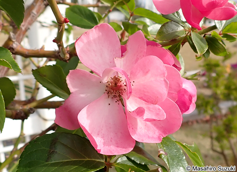 アンジェラ Angela