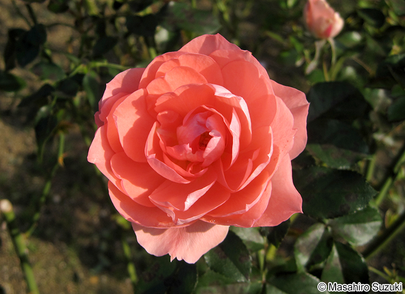 ジャルダン ド フランス Jardins de France