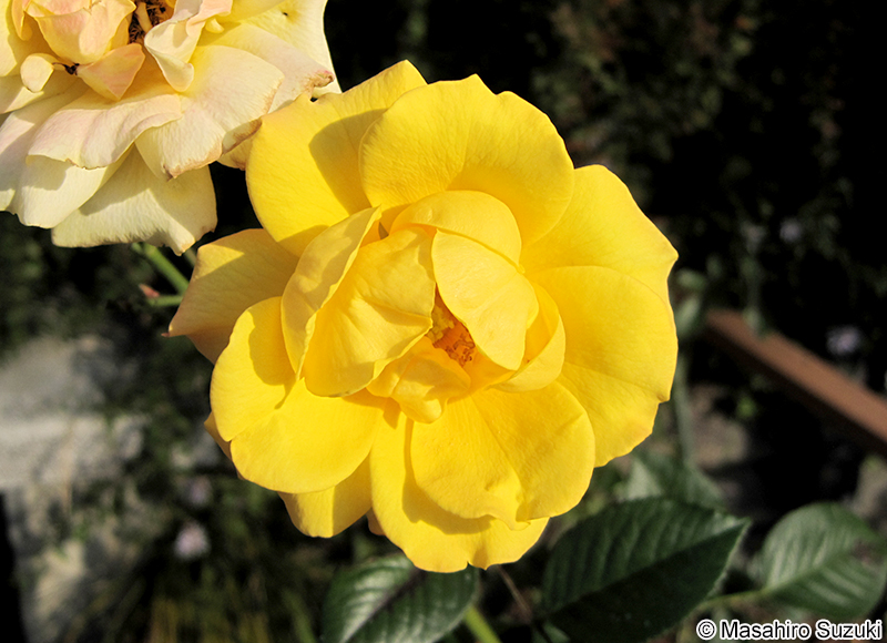 ゴールドマリー Goldmarie'84