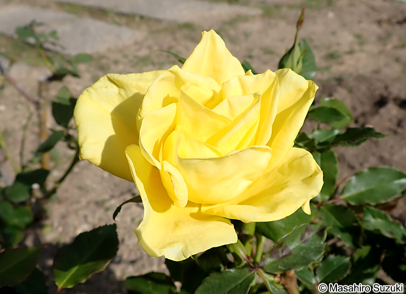 フリージア Friesia