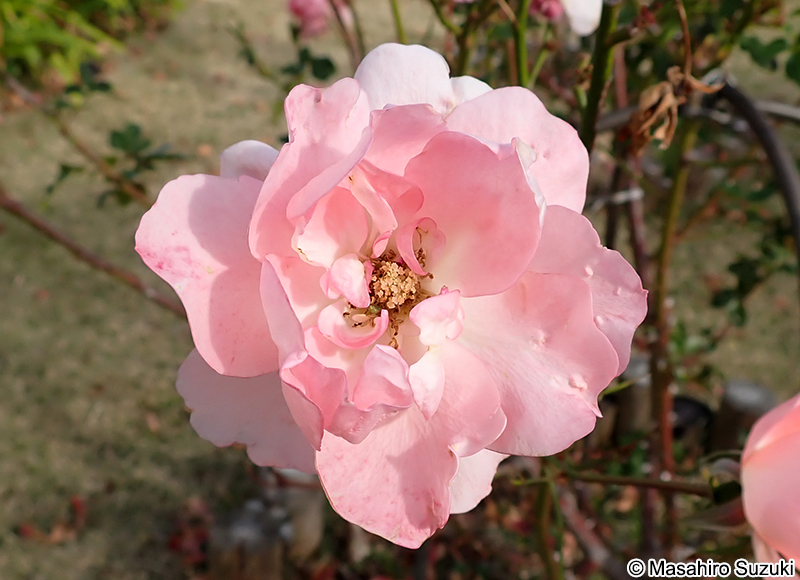 ジャルダン ド フランス Jardins de France