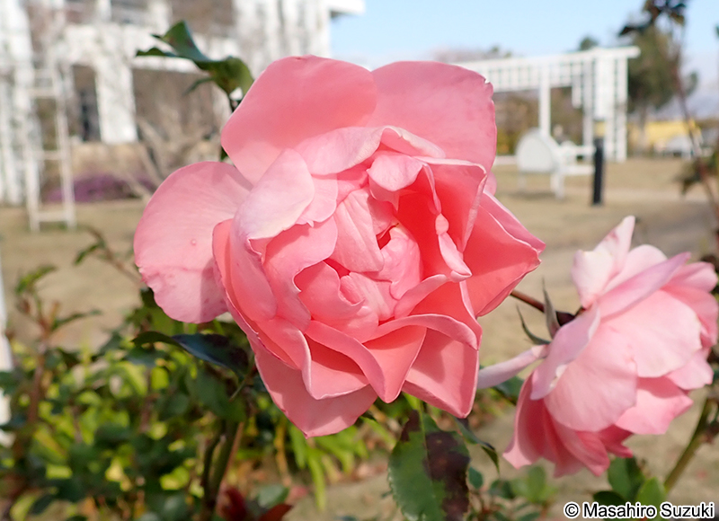 ジャルダン ド フランス Jardins de France