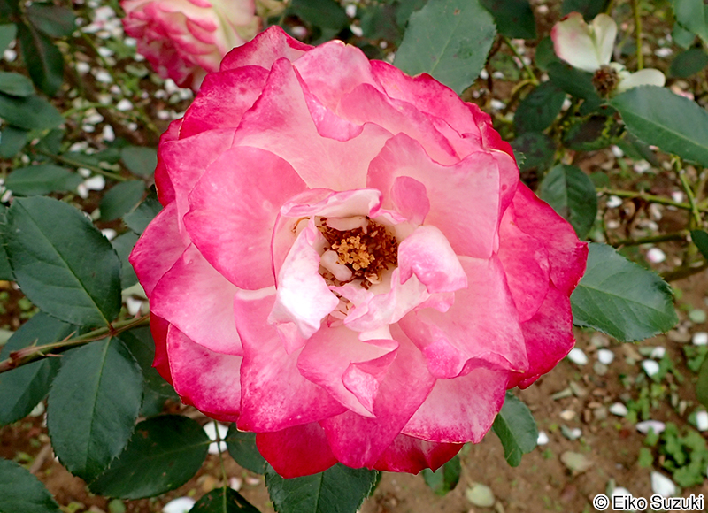 ジュビレ デュ プリンス ドゥ モナコ Jubilé du Prince de Monaco