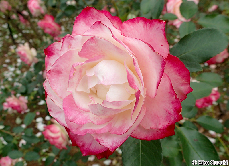 ジュビレ デュ プリンス ドゥ モナコ Jubilé du Prince de Monaco