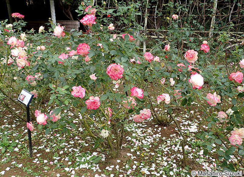 ジュビレ デュ プリンス ドゥ モナコ Jubilé du Prince de Monaco