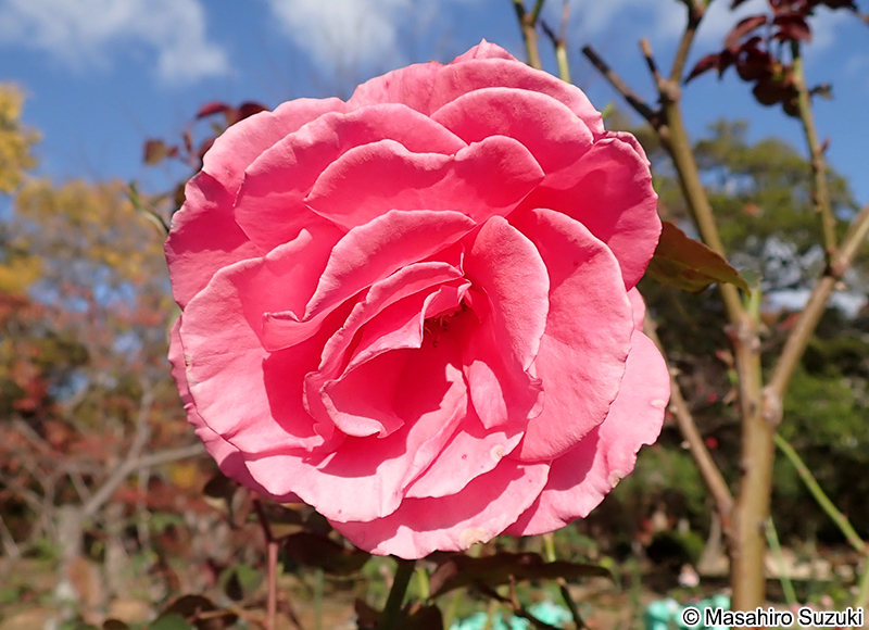 クイーン エリザベス Queen Elizabeth