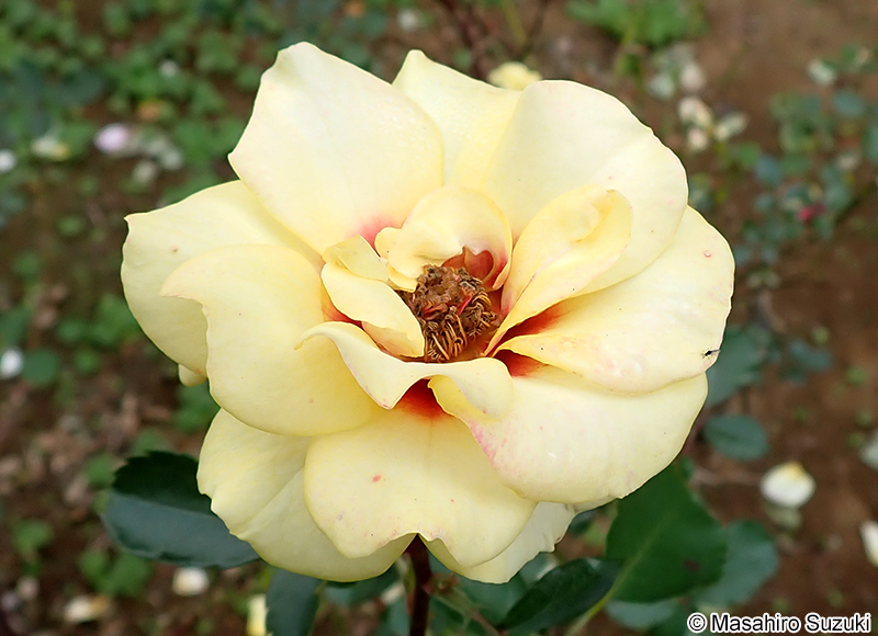 ストラボ バビロン Strabo Babylon