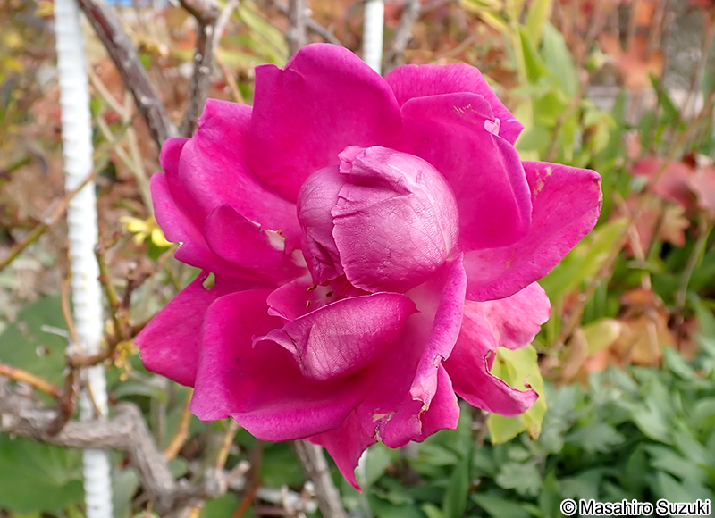 ドルシュキー ルブラ Druschki Rubra