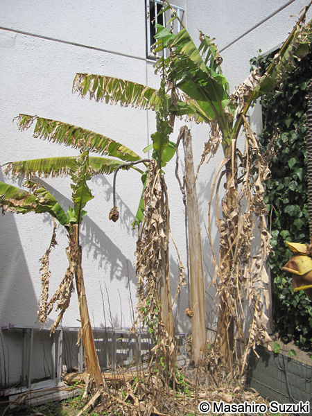 バショウ Musa basjoo