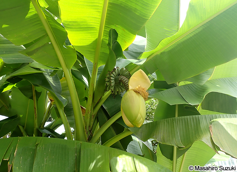 バショウ Musa basjoo