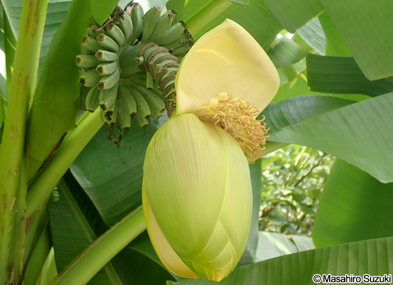 バショウ Musa basjoo