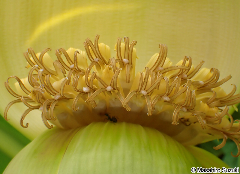 バショウ Musa basjoo