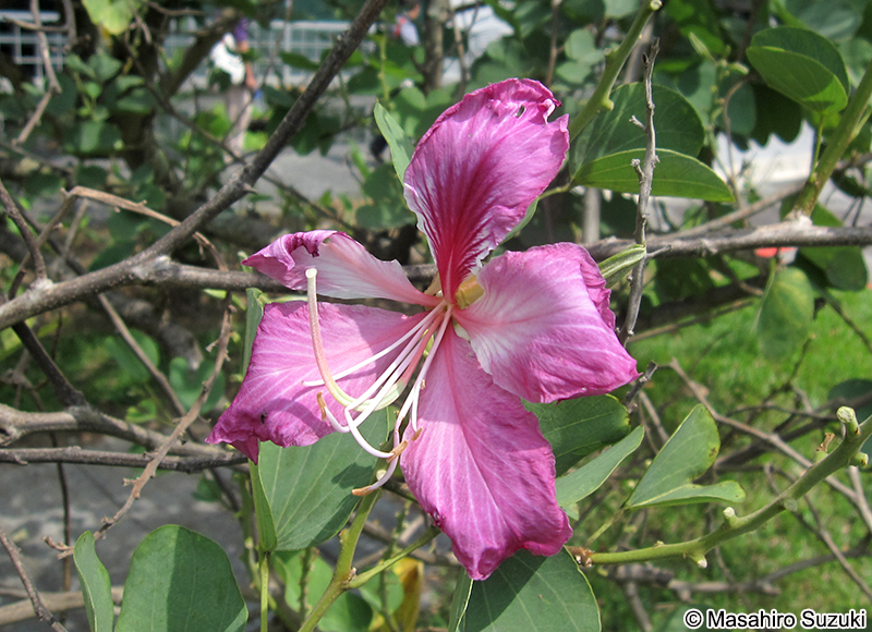 ナツザキソシンカ Bauhinia monandra