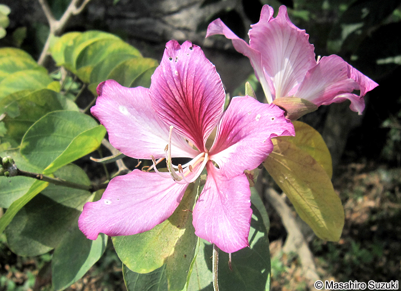 ナツザキソシンカ Bauhinia monandra