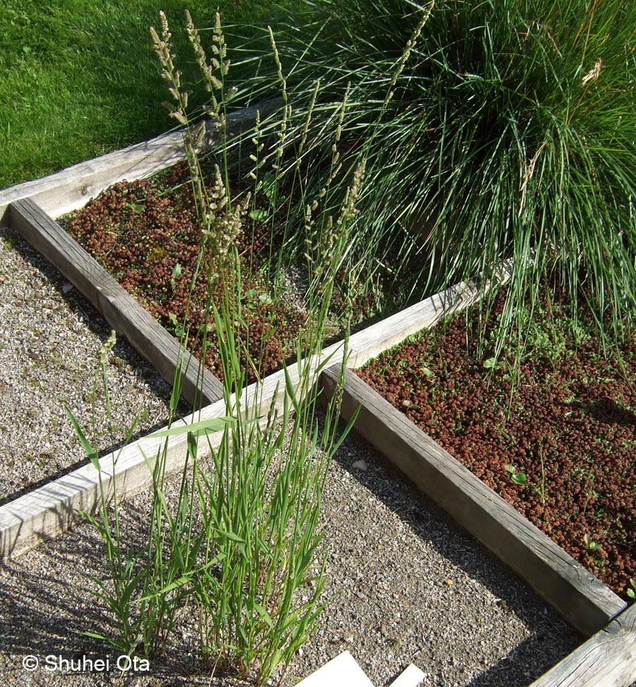 Beckmannia eruciformis