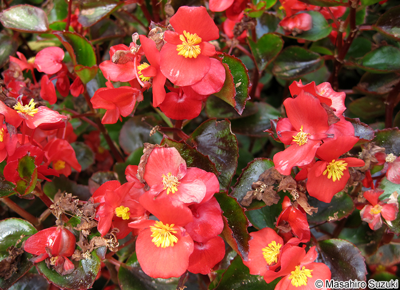 シキザキベゴニア Begonia semperflorens