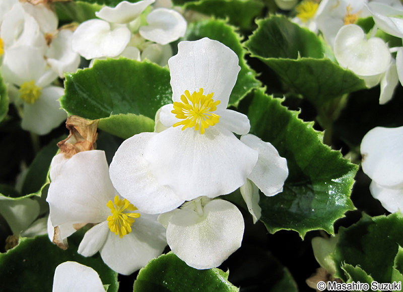 シキザキベゴニア Begonia semperflorens