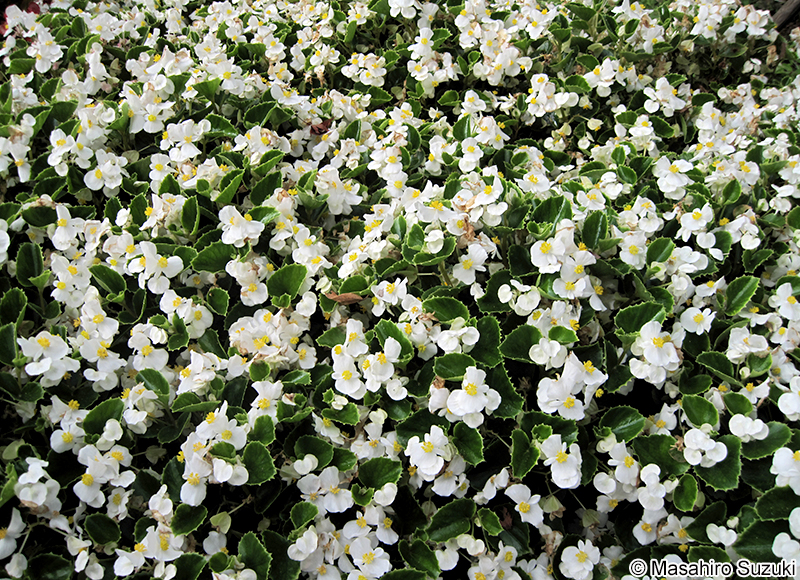 シキザキベゴニア Begonia semperflorens