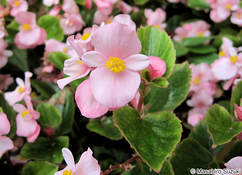 シキザキベゴニア Begonia semperflorens