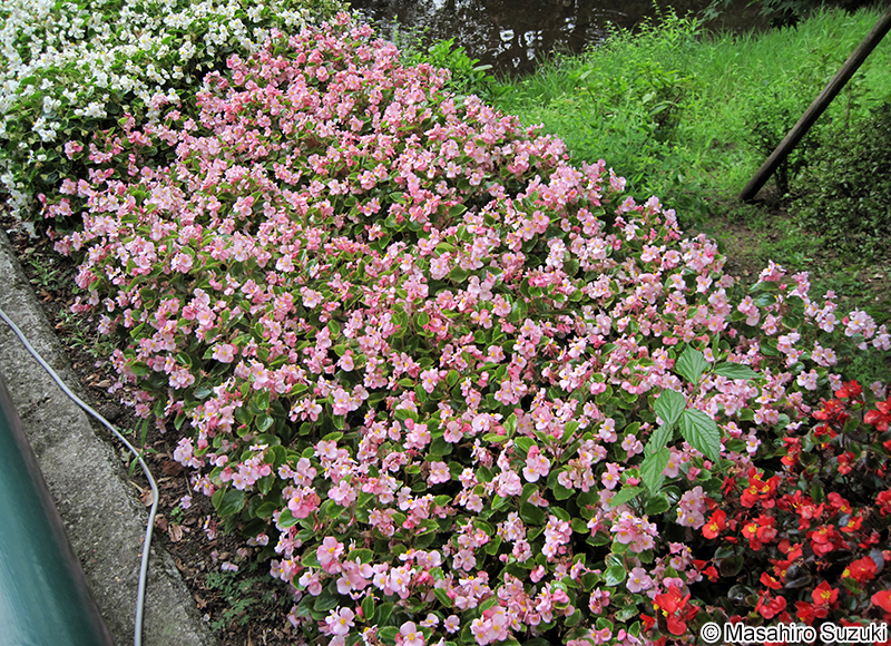 シキザキベゴニア Begonia semperflorens