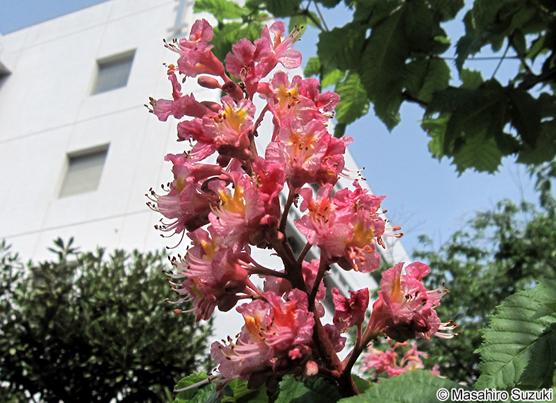 ベニバナトチノキ Aesculus × carnea