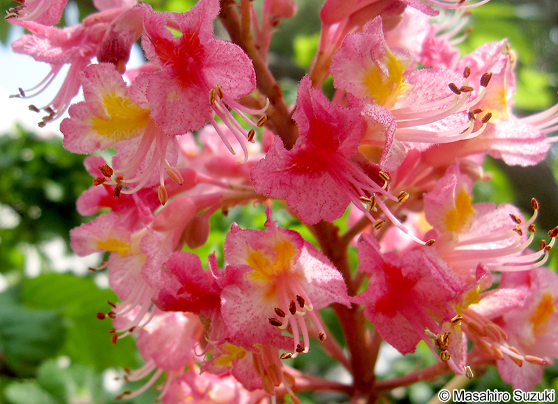 ベニバナトチノキ Aesculus × carnea